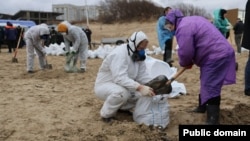Белашца мазот схьалехьош бу волонтераш, Краснодаран кIошт
