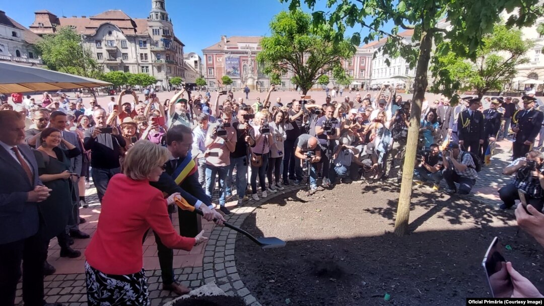 Momentul sădirii unui nou stejar regal în Piața Libertății din Timișoara