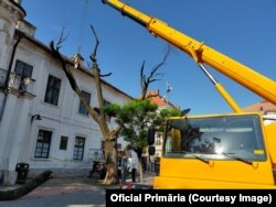 Horticultura a îndepărtat stejarul uscat din fața Garnizoanei timișorene