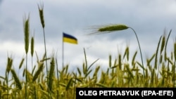 «Війна спричинила серйозні порушення в ланцюгах постачання насіння і добрив, на які покладаються українські фермери»