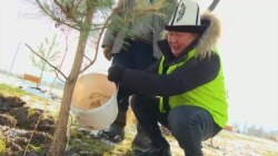 Алайдын уул-кыздары Бишкекке бак тигишти